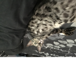 Max the best cat ever