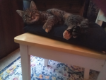Kittens revenge for cat lovers