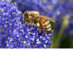 The Super Bee Hive