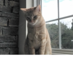 Morris's Hangouts 1234