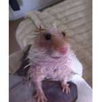 We the hamsters