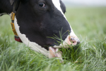 Moo Squad