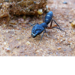 Ants are cool insects