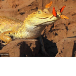 ALLIGATOR VIBEZ