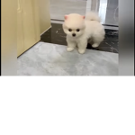 Aylinplays