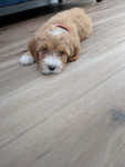Doggy587