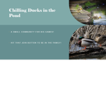 Chilling ducks in the pond