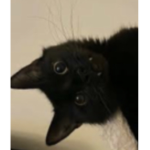 ꨄcatzwrld