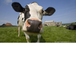 Salute to the cows