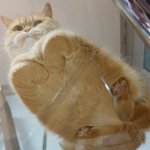 Loaf Cat Fan Group or L,C,G