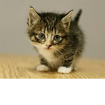 #THEKITTENSQUAD