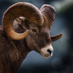 RAM CROSSING
