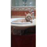 Me gustan los gatos :D
