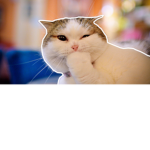 Yuto's Cat Milk Cafe