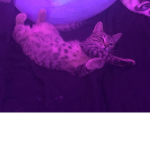 Catjaimie