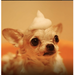 Dog group,,