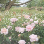rosalies.