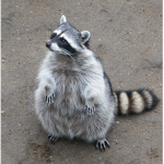 raccoon gamer group