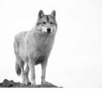 magical wolfes