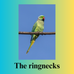 The Indian ringnecms