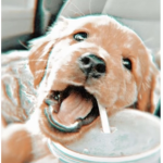 ~ Preppy Puppys !! ~