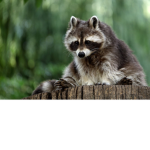 The Forest Of Raccoons.