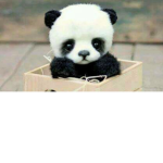 camila's pandas