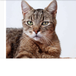 cat gang:might make a da hood crew