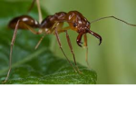 ANts FAN