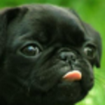 puggo club