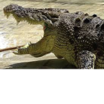 Croc Party