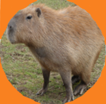 Capybara cult!!!!