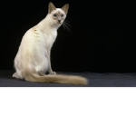 The Javanese Cat Girls
