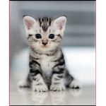 The cats are so cute