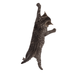 Roblox entity thumbnail