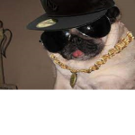T.C.K.O Dawgz