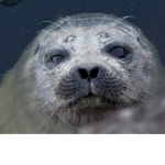 S1 SealStudios