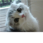 Da Kitty Cats