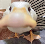 ghosdeeeeeri