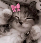 Mini amelias<3