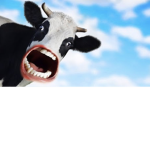 moo moo squad ;))