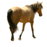 horsey chance