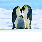 #OfficialPenguinNation