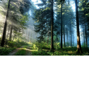 The Woods....