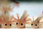 AXOLOTL FOR LIFE!!!