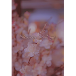 ~•Blossom Boutique•~