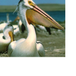PELICAN PEPOL
