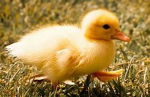 Double Duck Gang