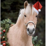 Western Sunshine Stables