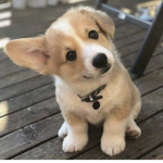 Puppy’s everywhere